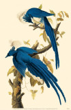 Magpie-Jay