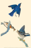 Eastern Bluebird