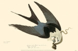 American Swallow-Tailed Kite