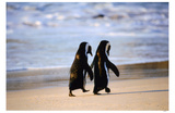 Buy African Penguins at AllPosters.com