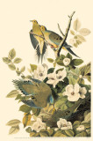 Mourning Dove