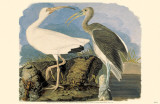 White Ibis