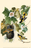 Northern Oriole