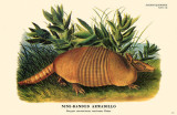Buy Nine-Banded Armadillo at AllPosters.com