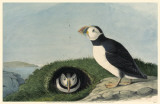Atlantic Puffin