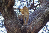 Leopard in Tree