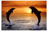 Dolphins Sunset