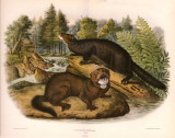 Buy Mink at AllPosters.com