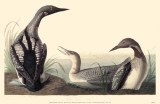 Arctic Loon