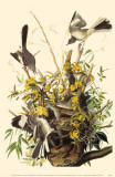 Northern Mockingbird