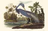 Tri-Colored Heron