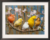 Five Canaries of Different Colours