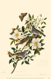 Townsend's Bunting