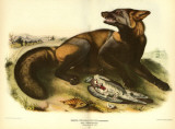 American Cross Fox