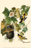 Northern Oriole