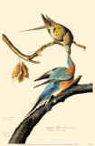 Passenger Pigeon