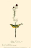 Hooded Warbler