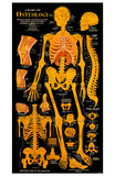 Osteology