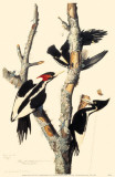 Ivory-Billed Woodpecker