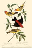 Western Tanager