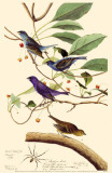 Indigo Bunting