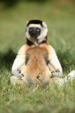 Buy Lemur in Meditative Position at AllPosters.com