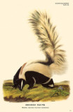 Hooded Skunk