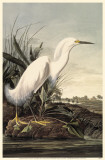 Snowy Egret