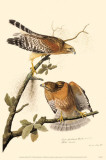 Red-Shouldered Hawk