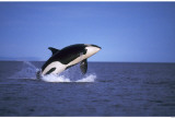 Orca