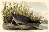 American Coot
