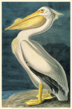 American White Pelican
