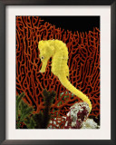 Golden Seahorse, Portraits, UK