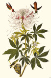 Hummingbirds