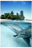 Bottlenose Dolphins