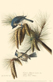 Tufted Titmouse