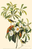 Bachman's Warbler