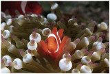 Spinecheek Anemonefish