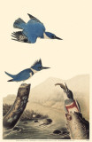 Belted Kingfisher