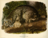 Canada Lynx