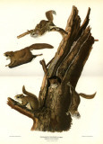 Flying Squirrel