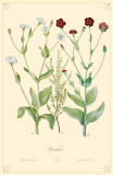 Heather Flowers