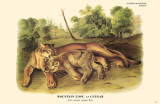Mountain Lion or Cougar
