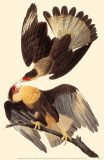 Crested Caracara