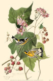 Magnolia Warbler