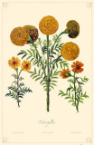 Marigolds Flowers