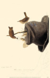 House Wren