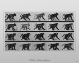 Buy Baboon Movement by Eadweard Muybridge at AllPosters.com