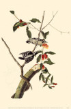 Downy Woodpecker