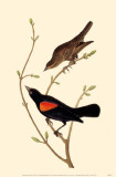 Red-Winged Blackbird